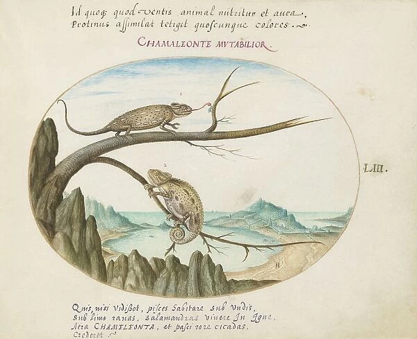 Animalia Qvadrvpedia et Reptilia (Terra): Plate LIII, c. 1575 / 1580. Creator: Joris Hoefnagel