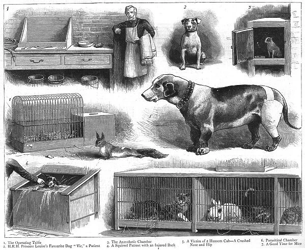The Animals Institute-A Hospital for Horses, Dogs, Cats, etc 1888. Creator: Unknown