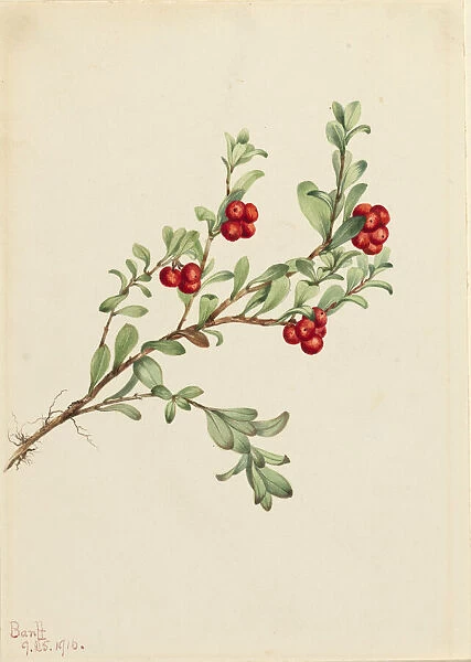 Bearberry (Arctostaphylos uva-ursi), 1916. Creator: Mary Vaux Walcott