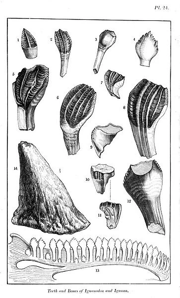 Comparison of the teeth of an iguanodon with those of a modern iguana, 1836