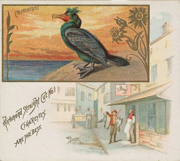 Cormorant, from the Game Birds series (N40) for Allen & Ginter Cigarettes, 1888-90