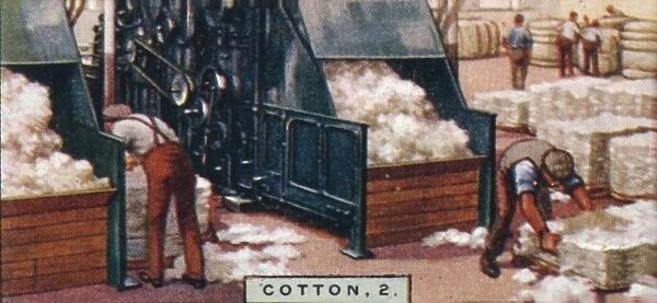 Cotton, 2. - Breaking up Bales in Mixing Room, England, 1928