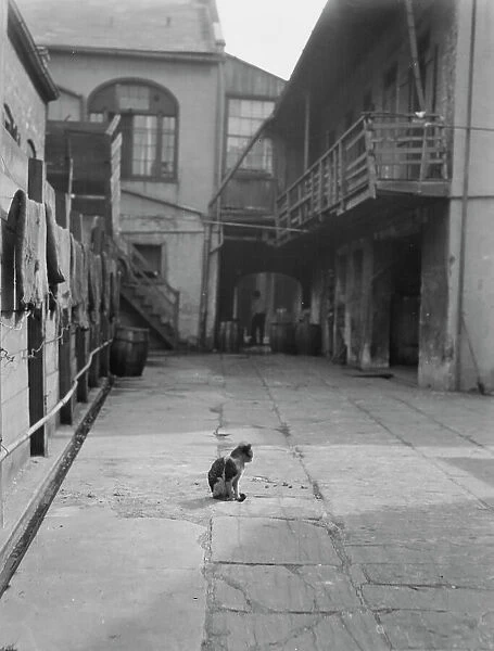 Courtyard with a cat, New Orleans, between 1920 and 1926. Creator: Arnold Genthe