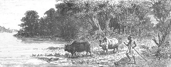 Crocodile attempting to seize an Ox; Journey from the Senegal to the Niger, 1875. Creator: Unknown