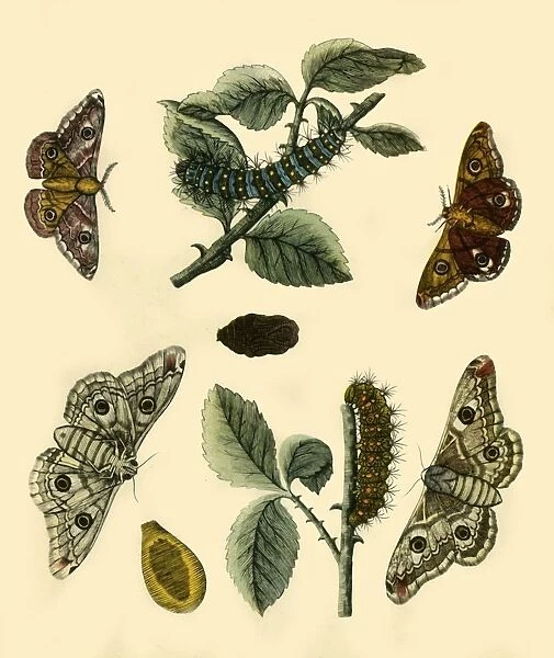 Emperor Moth, 1749, (1943). Creator: H Terasson