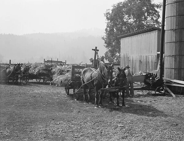 Each farmer brings his own wagon and team for the days work, near West Carlton, Oregon, 1939. Creator: Dorothea Lange