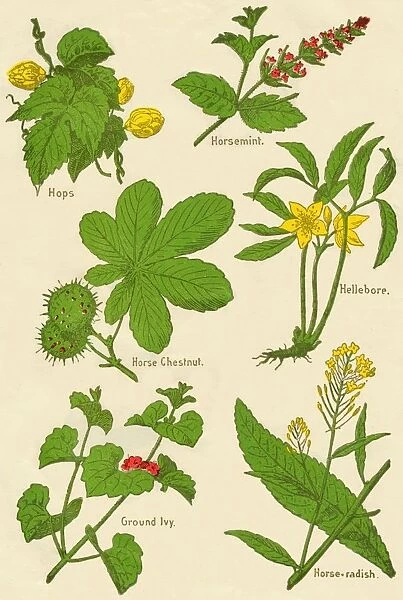Flowers: Hops, Horsemint, Horse Chestnut, Hellebore, Ground Ivy, Horse-radish, c1940