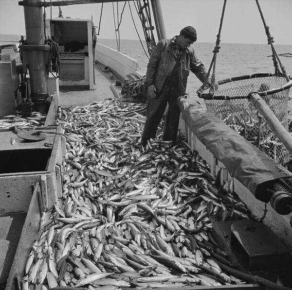 Freshly-caught mackerel gasping and flapping on the deck of a... Gloucester, Massachusetts, 1943. Creator: Gordon Parks