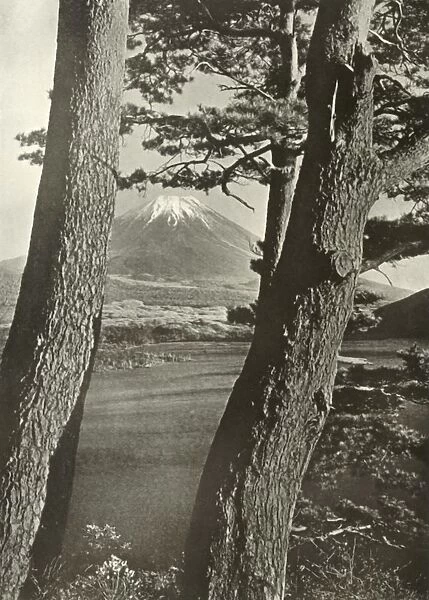 Fuji Through the Pines of Lake Motosu, 1910. Creator: Herbert Ponting