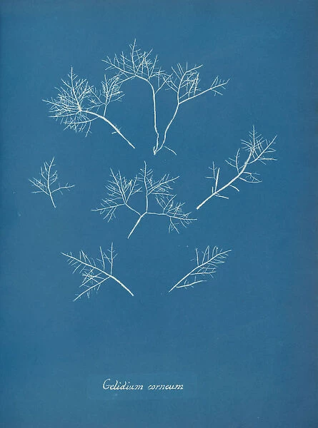 Gelidium corneum, ca. 1853. Creator: Anna Atkins