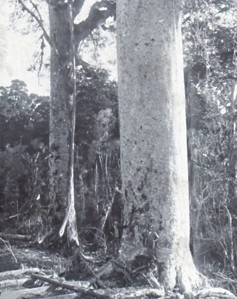 Giant Kauri Tree, late 19th-early 20th century. Creator: Unknown