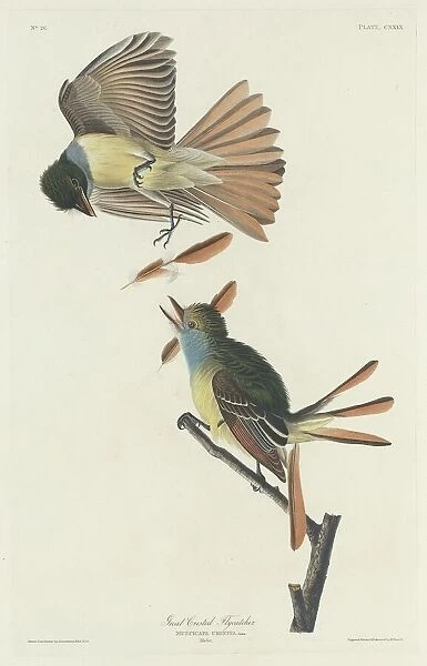 Great Crested Flycatcher, 1832. Creator: Robert Havell