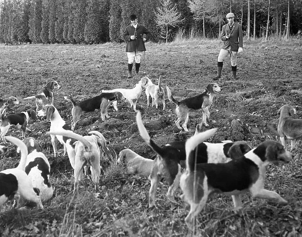 Hunting with beagles, c1960s