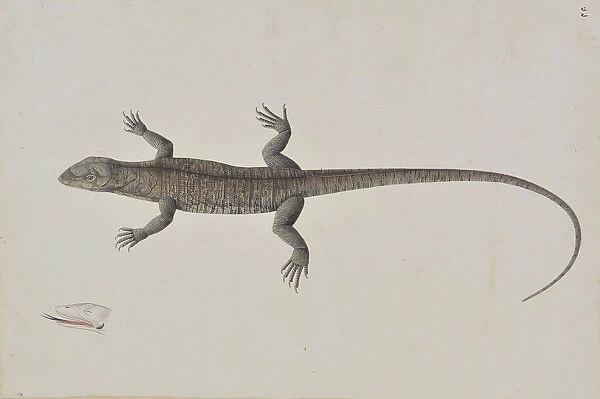 An Indian Bish-Khopra Lizard, ca. 1790. Creator: Unknown