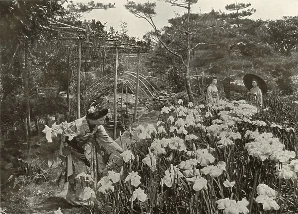 In An Iris Garden, 1910. Creator: Herbert Ponting