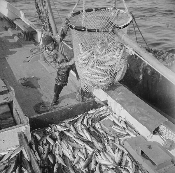 Large dip net transferring mackerel from nets to the Alden