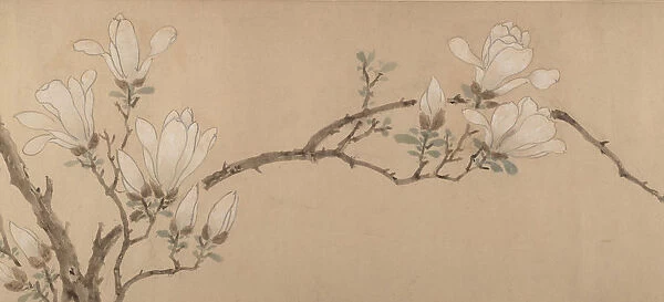 Magnolia, dated 1549. Creator: Unknown