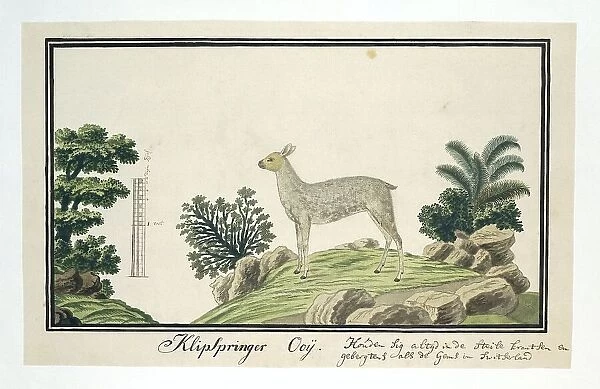Oreotragus oreotragus (Klipspringer), 1777-1786. Creator: Robert Jacob Gordon