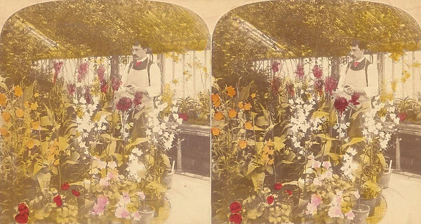 Pair of Stereograph Views of the Royal Botanic Gardens, Kew Gardens, London, England