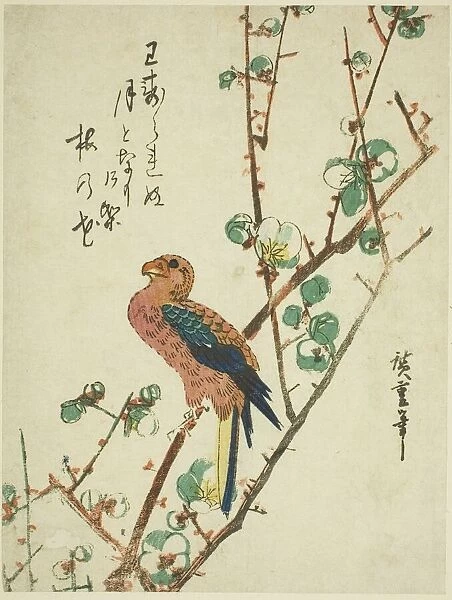 Parrot on plum tree, 1830s. Creator: Ando Hiroshige