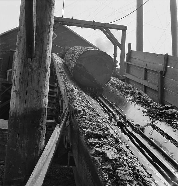At Pelican Bay Lumber mill logs enter the mill by... near Klamath Falls, Klamath County, Oregon, 1939 Creator: Dorothea Lange