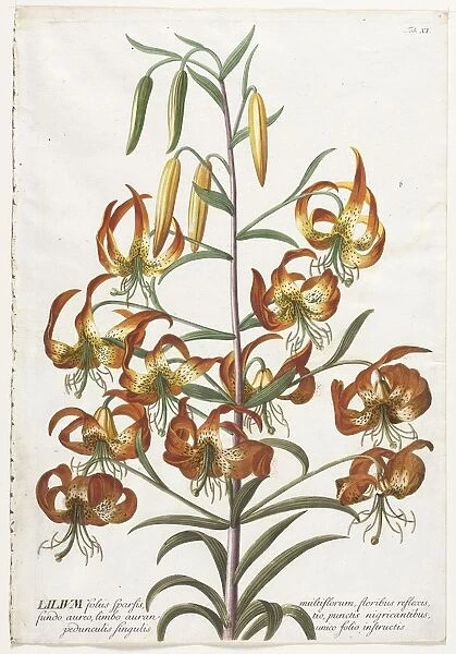 Plantae Selectae: No. 11 - Lily. Creator: Georg Dionysius Ehret (German, 1708-1770)