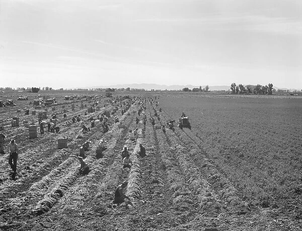 Possibly: Large scale agriculture, near Meloland, Imperial Valley, 1939. Creator: Dorothea Lange