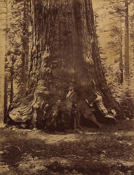 Section of the Grizzly Giant with Galen Clark, Mariposa Grove, Yosemite, 1865-66