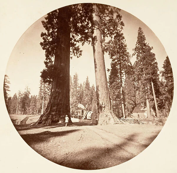 The Sentinels - Calaveras Grove, ca. 1878. Creator: Carleton Emmons Watkins