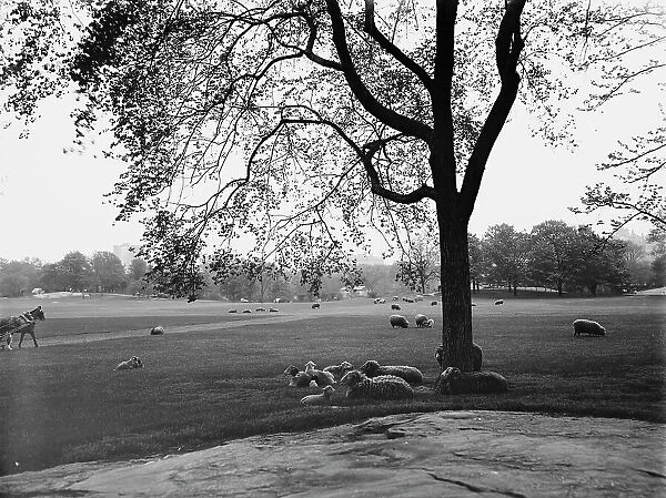 Sheep in Central Park, New York, between 1900 and 1906. Creator: Unknown