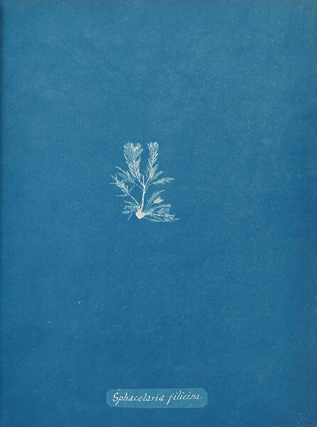 Sphacelaria filicina, ca. 1853. Creator: Anna Atkins