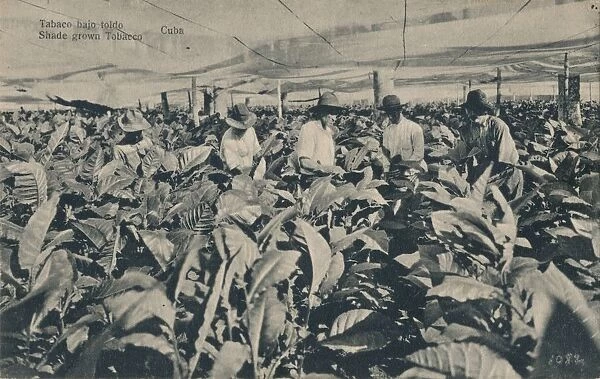Tabaco bajo toldo. Shade grown Tobacco - Cuba, c1900