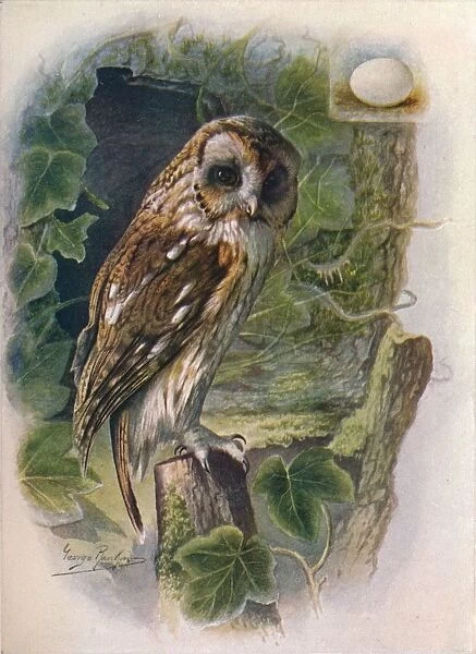 Tawny or Brown Owl - Syrn ium alu co, c1910, (1910). Artist: George James Rankin