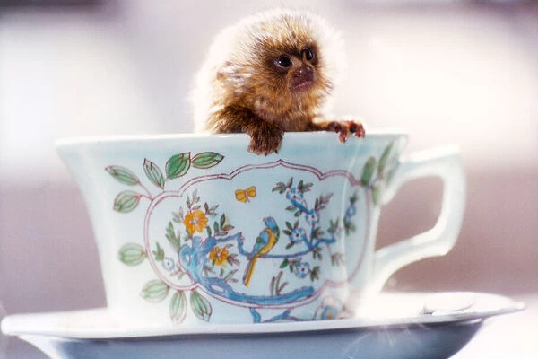 Tea Time!. Bumble Bee, the world's smallest monkey, a two week old spider monkey�