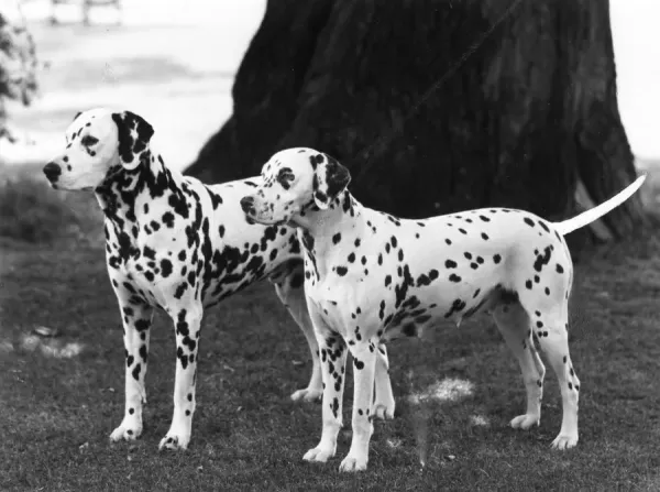 Thomas Fall Print 1965 Champion Art Prints, Posters