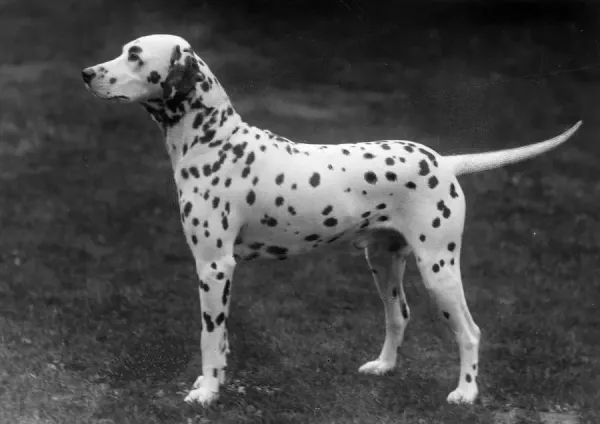 1930 Bookham Swell Dalmatian Art Prints, Posters Puzzles