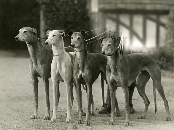 Fall  /  Greyhound  /  1933