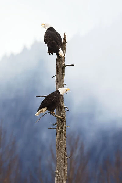 Adult Bald Eagles (Haliaeetus Leucocephalus) Perched On Top Of A Dead Tree, Portage Valley; Alaska, United States Of America