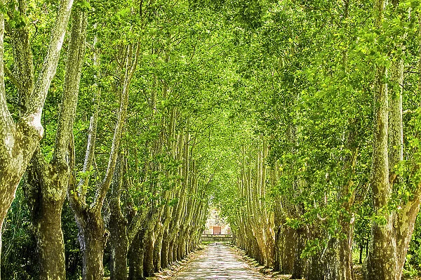 An alley of trees leading up to a house in Aix en Provence
