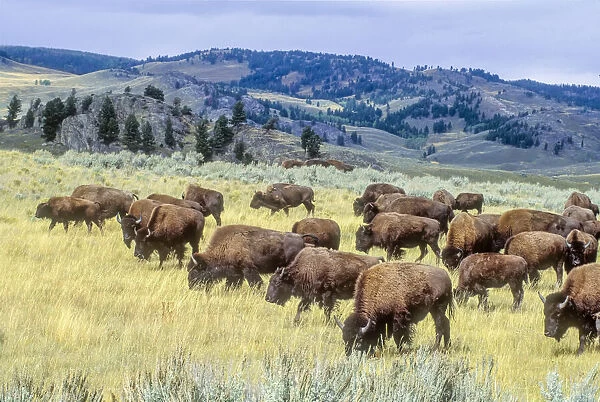American bison grazing on the grasses on the open range, YNP, Wyoming, USA
