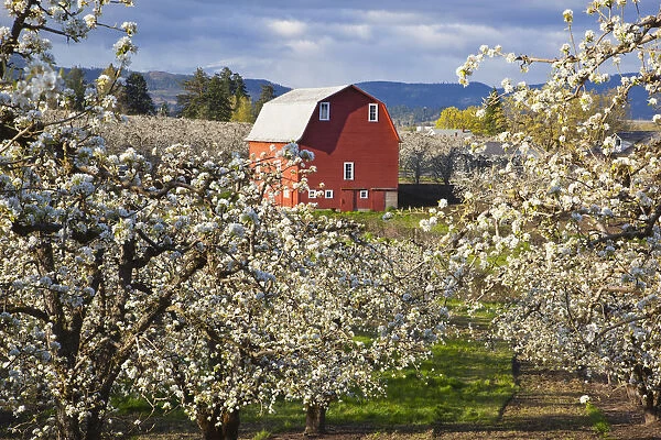 Apple Blossom Trees And A Red Barn In Hood River Valley Columbia River Gorge; Oregon United States Of America