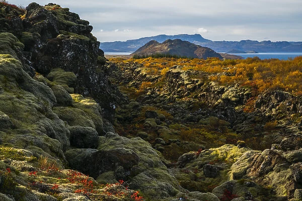 The Autumn Colours In Thingvellir National Park; Iceland