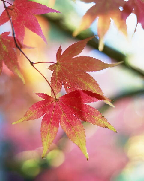 Autumn Foliage of Japanese Maple, Westonbirt Arboretum, Gloucestershire, England