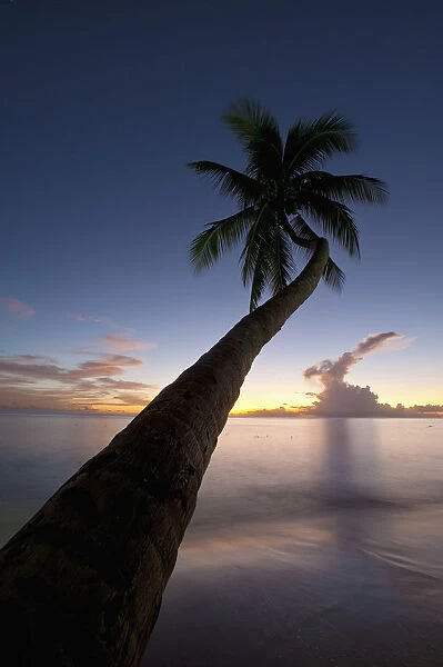 Barbados, Palm tree leaning over beach at dusk near; Holetown