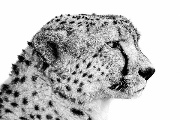 Black and white portrait of a close-up of a cheetah, head shot, Tanzania