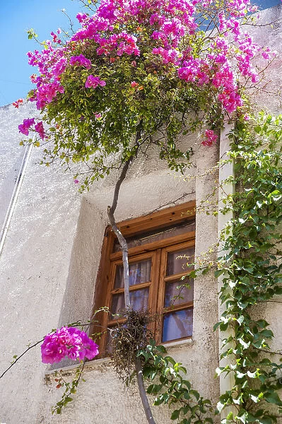 Blossoming Flowers And A Vine Decorate The Exterior Of A House; Chania, Crete, Greece