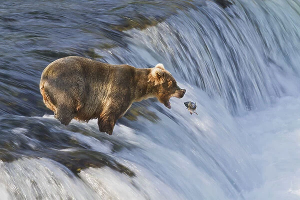 Brown Bear (Ursus Arctos) About To Catch A Jumping Sockeye Salmon (Oncorhynchus Nerka) At Brooks Falls, Katmai National Park And Preserve, Southwest Alaska