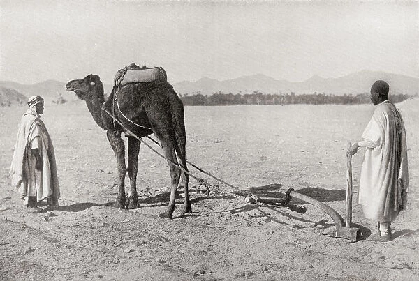 A Camel Plow Being Used In Algiers, Algeria, North Africa, In The Early 20Th Century. From The Living Animals Of The World, Published C. 1920