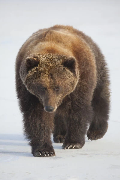 Captive: Female Brown Bear Walks Across A Frozen Pond At Alaska Wildlife Conservation Center, Southcentral Alaska, Winter
