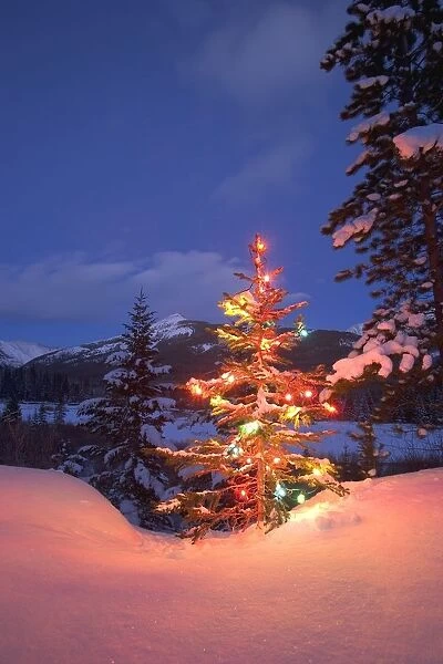 Christmas Tree Outdoors At Night
